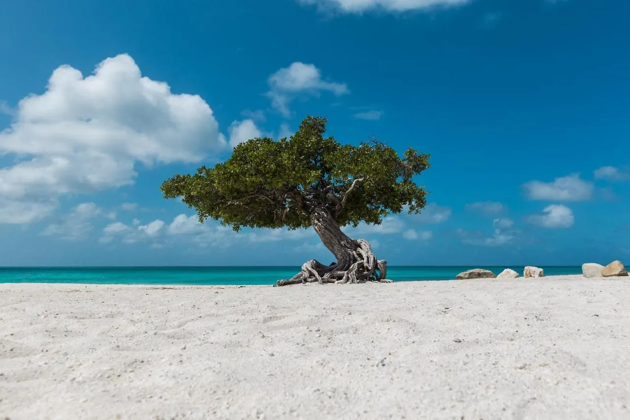Apartment Oceanview Paradise In The One Happy Island Oranjestad